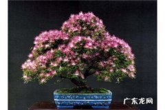 合欢花什么样,合欢花的花语唯美