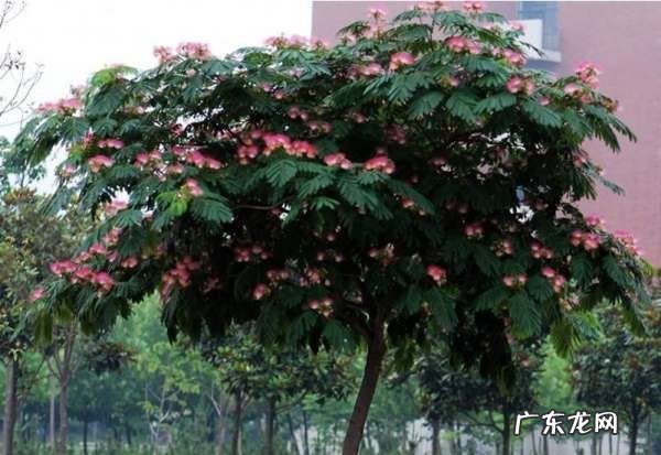 合欢花什么样,合欢花的花语唯美