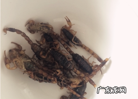 蝎子怎么炸着吃,蝎子炸多长时间能熟