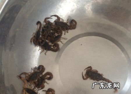 蝎子怎么炸着吃,蝎子炸多长时间能熟