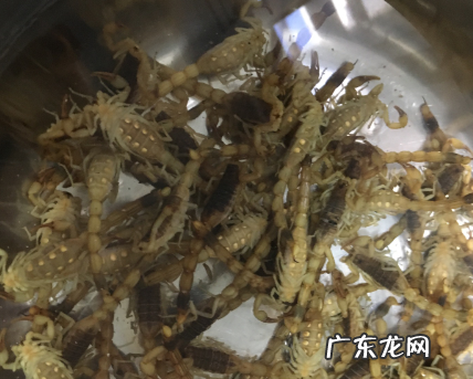 蝎子怎么炸着吃,蝎子炸多长时间能熟