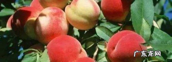 吃完桃可不可以吃李子,桃和李子能一起吃