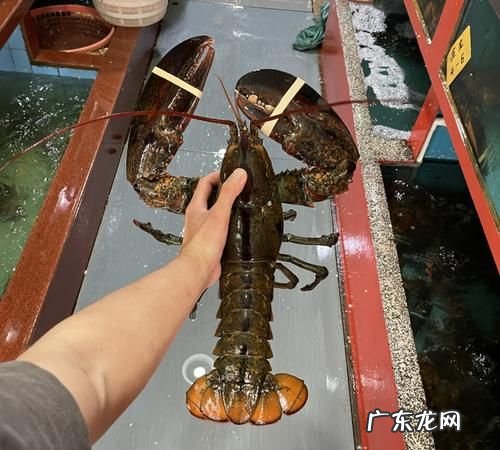 斤波龙蒸多久才熟,清蒸波龙的做法