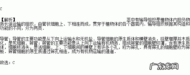 筛管运输什么,筛管是植物体内运输什么的管道