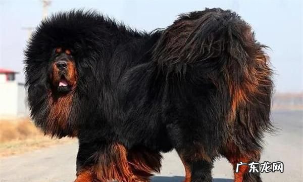 藏獒多少钱一只,纯种藏獒多少钱一只