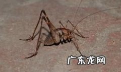 突灶螽会咬人,这是什么昆虫