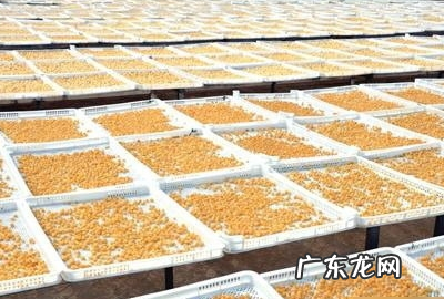 怎样去掉米里面的米虫,如何去除米虫最有效