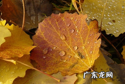 怎样去掉米里面的米虫,如何去除米虫最有效
