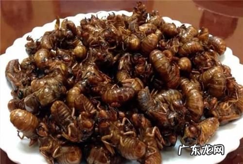 蝉能吃有什么营养,蝉对人有害
