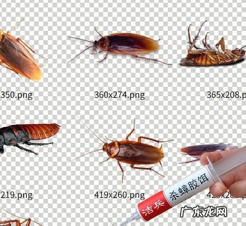怎么灭蟑螂,消灭蟑螂的方法有哪些