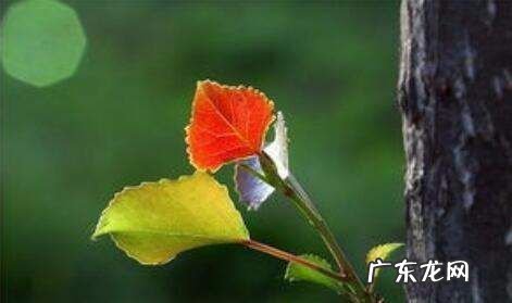 总关情的前面是什么,总是玉关情前面是什么