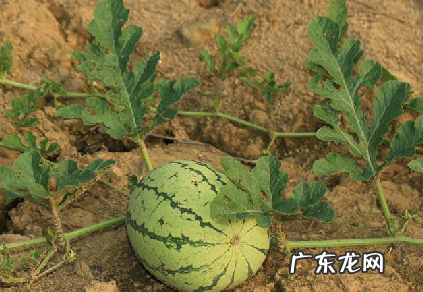 吃完西瓜多久可以吃桃子,吃完桃子后多长时间能吃西瓜