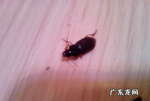 蟑螂留下的壳是什么,蟑螂鞘空壳什么样子you多大