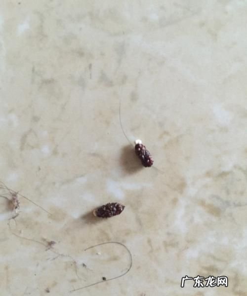 蟑螂留下的壳是什么,蟑螂鞘空壳什么样子you多大
