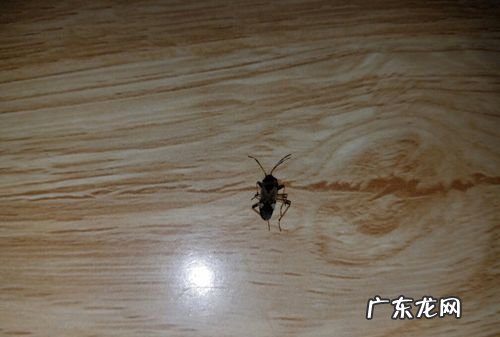 蟑螂留下的壳是什么,蟑螂鞘空壳什么样子you多大