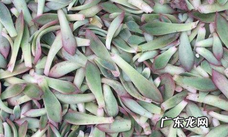 多肉如何分株叶插,多肉怎么分株移栽