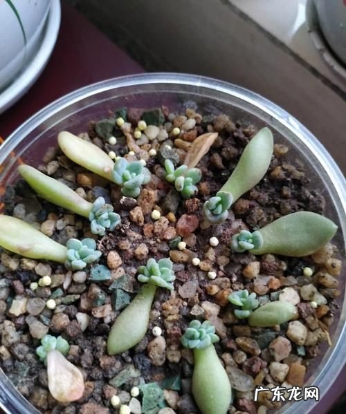 多肉如何分株叶插,多肉怎么分株移栽