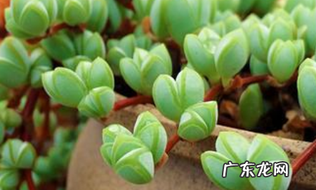 多肉如何分株叶插,多肉怎么分株移栽