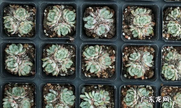 多肉如何分株叶插,多肉怎么分株移栽