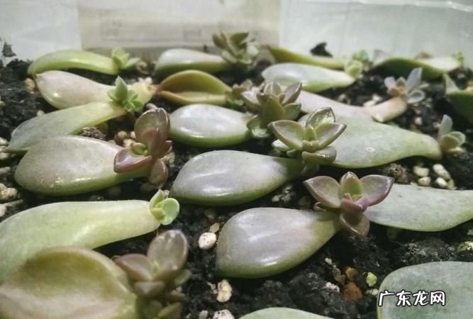 多肉如何分株叶插,多肉怎么分株移栽