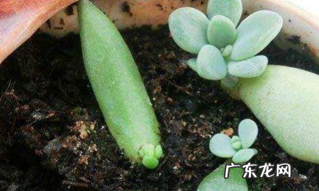 多肉如何分株叶插,多肉怎么分株移栽