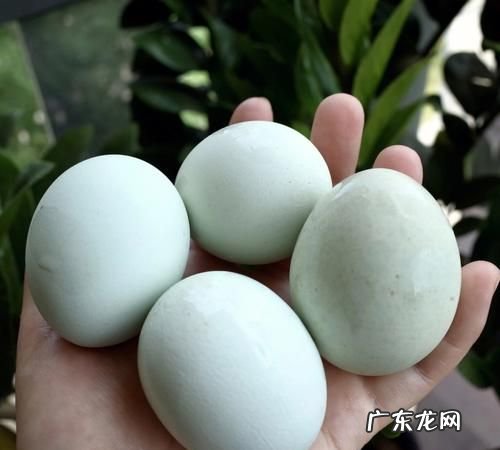 母鸡为什么会下绿鸡蛋,鸡为什么下青皮蛋