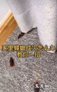 怎么消灭家中的蟑螂,如何有效消灭蟑螂的方法