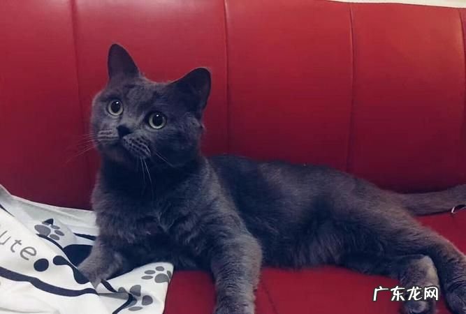 蓝猫和什么猫配出来漂亮,蓝猫跟什么猫配种好