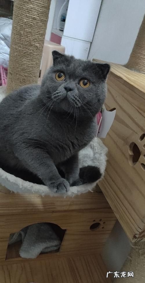 蓝猫和什么猫配出来漂亮,蓝猫跟什么猫配种好