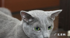 蓝猫和什么猫配出来漂亮,蓝猫跟什么猫配种好
