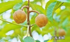 七叶树果实的功效与作用,七叶树果实怎么吃去苦蒸煮食用的功效与作用