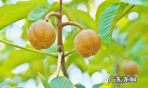 七叶树果实的功效与作用,七叶树果实怎么吃去苦蒸煮食用的功效与作用