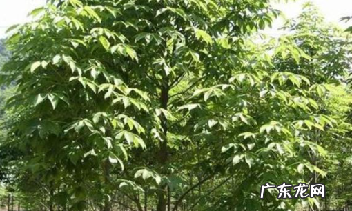 七叶树果实的功效与作用,七叶树果实怎么吃去苦蒸煮食用的功效与作用