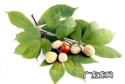 七叶树果实的功效与作用,七叶树果实怎么吃去苦蒸煮食用的功效与作用