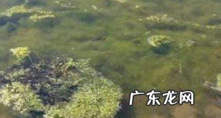 水中青苔怎么快速清除,水里面有青苔怎么清理 水里的青苔怎么清除
