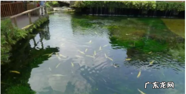 水中青苔怎么快速清除,水里面有青苔怎么清理 水里的青苔怎么清除
