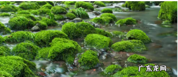 水中青苔怎么快速清除,水里面有青苔怎么清理 水里的青苔怎么清除