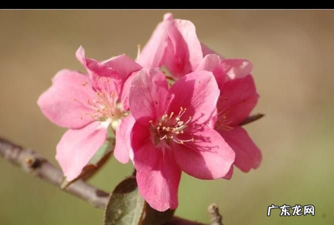 苹果花有红色的,苹果花什么颜色