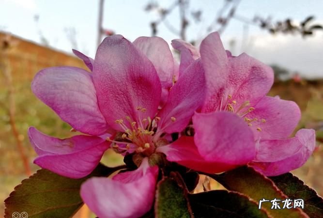 苹果花有红色的,苹果花什么颜色