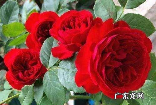 苹果花有红色的,苹果花什么颜色