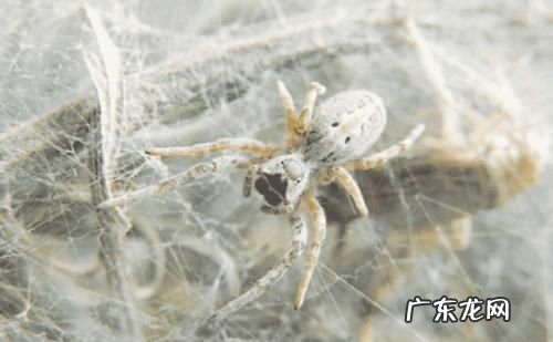 蜘蛛怕花露水味道,蜘蛛怕花露水的味道