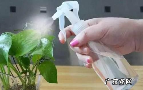 蜘蛛怕花露水味道,蜘蛛怕花露水的味道