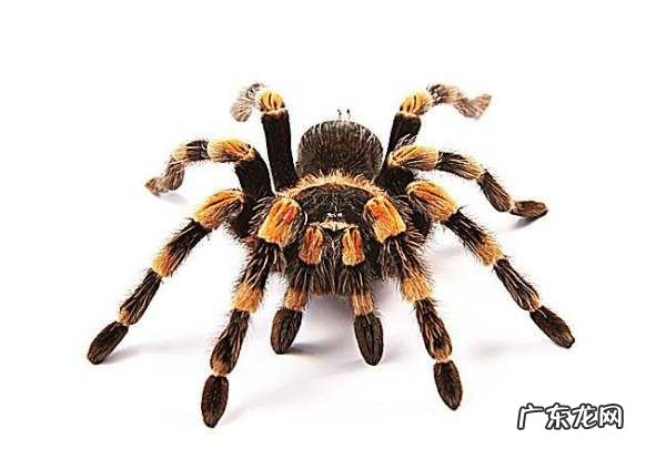 蜘蛛怕花露水味道,蜘蛛怕花露水的味道