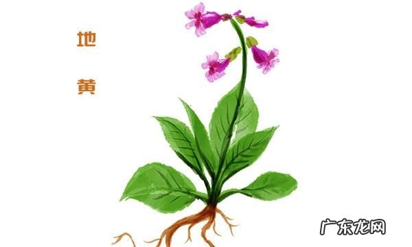 地黄的功效与作用,地黄的功效与作用