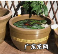 大水缸养鱼养得活吗？,金鱼可以在大水缸里养