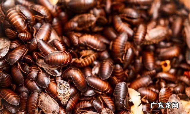 蟑螂能活多久,没有水蟑螂能活多长时间