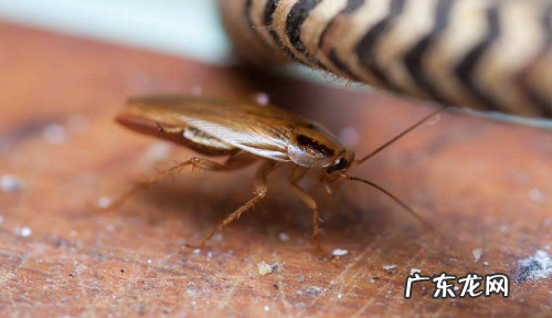 蟑螂能活多久,没有水蟑螂能活多长时间