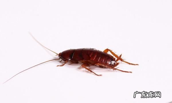 蟑螂能活多久,没有水蟑螂能活多长时间