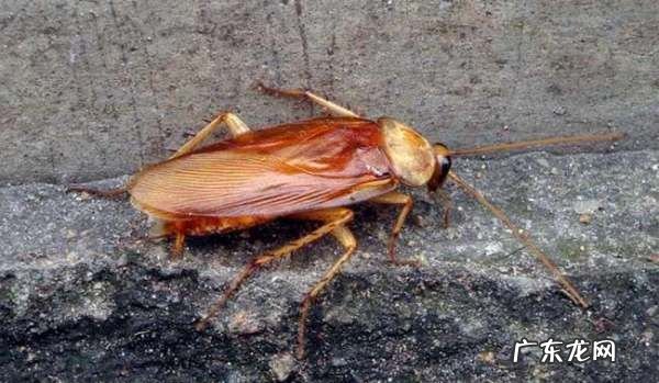 蟑螂能活多久,没有水蟑螂能活多长时间