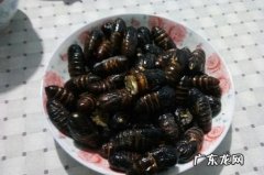 蛾怎么做好吃,蛾子炖鸡怎么炖好吃窍门